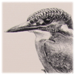 Kingfisher on Reedmace drawing